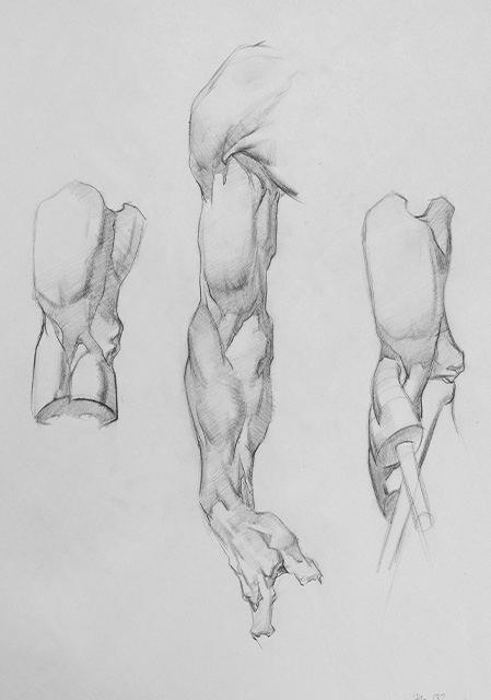 Anatomy